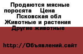 Продаются мясные поросята. › Цена ­ 4 000 - Псковская обл. Животные и растения » Другие животные   